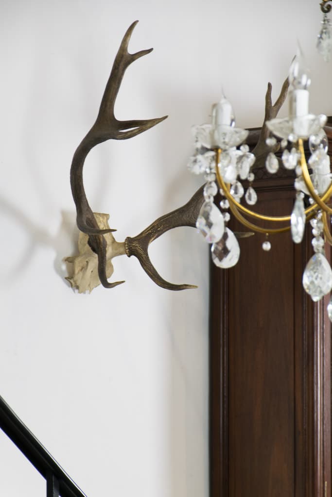 French Wall Decorative Deer Antlers - French antique decorative objects 2