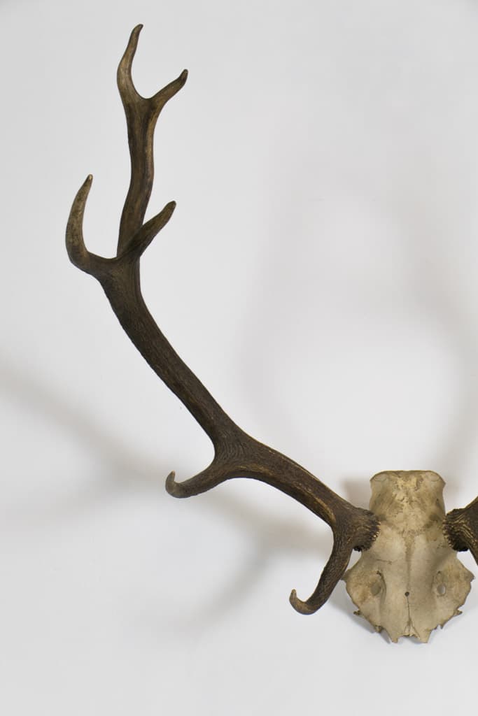 French Wall Decorative Deer Antlers - French antique decorative objects 3